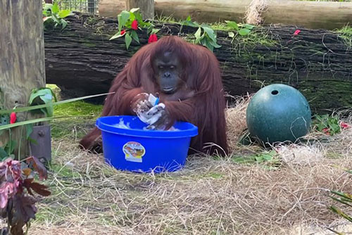 'Bật cười' với hình ảnh đười ươi biết rửa tay như con người