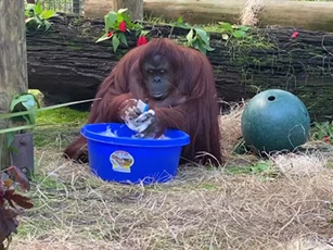 'Bật cười' với hình ảnh đười ươi biết rửa tay như con người
