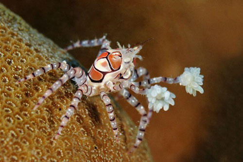 Khám phá thú vị về loài cua có ‘găng tay đấm bốc’ như võ sĩ boxing