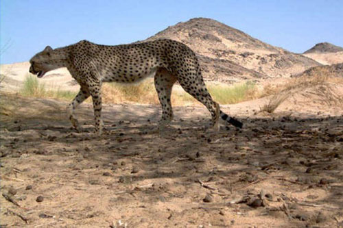 Báo săn Sahara lần đầu tiên được phát hiện trong một thập kỷ ở Algeria