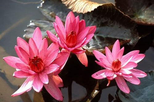 Trong 4 tháng tiếp theo, dự báo 3 con giáp thoát kiếp xui xẻo, thoải mái làm ăn, cuối năm tiền về đầy túi