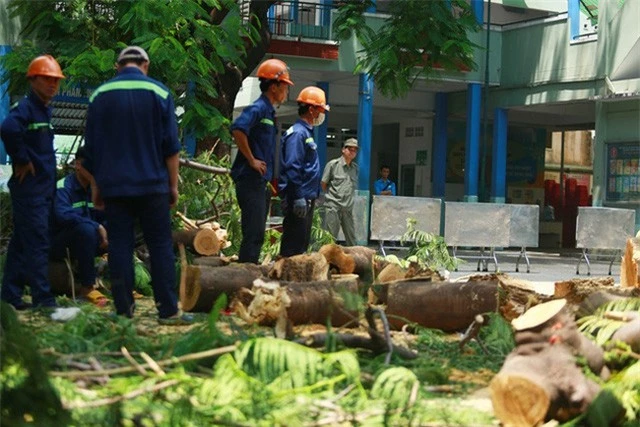 Hiệu trưởng nhận trách nhiệm vụ cây đè chết học sinh: Trách nhiệm là trách nhiệm đến đâu? - Ảnh 1.