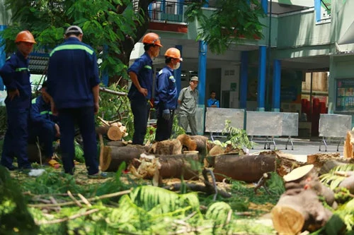Hiện trường vụ việc cây phượng đổ ở sân trường THCS Bạch Đằng (Ảnh: Trần Hằng)