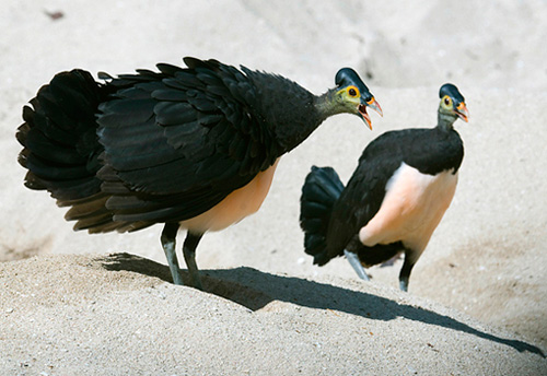 Ngắm loài chim ấp trứng từ nhiệt núi lửa, mới nở đã bay