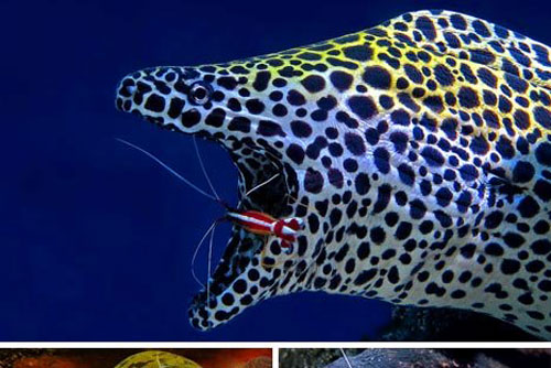 Những mối quan hệ hai bên cùng có lợi trong thế giới động vật