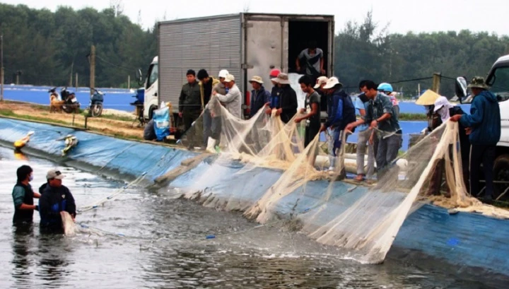 Có lúc giá tôm thương phẩm ở Phong Điền xuống thấp, nông dân khó tiêu thụ (Ảnh: NNVN).