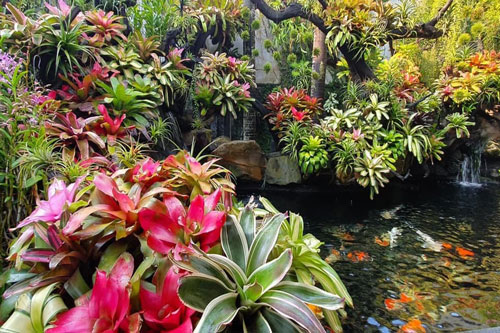 Ngỡ ngàng với khu vườn 300m2 đẹp như 'tiên cảnh' giữa TP Cần Thơ