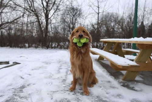 Chú chó Finley ngậm được 6 quả bóng tennis cùng lúc.. Ảnh Internet