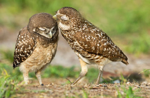 Ảnh đẹp: Chim cú tình tứ trên đồng cỏ