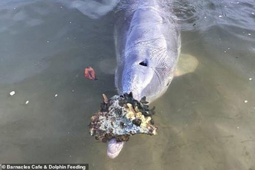 Cá heo thông minh tặng 'báu vật đại dương' cho du khách