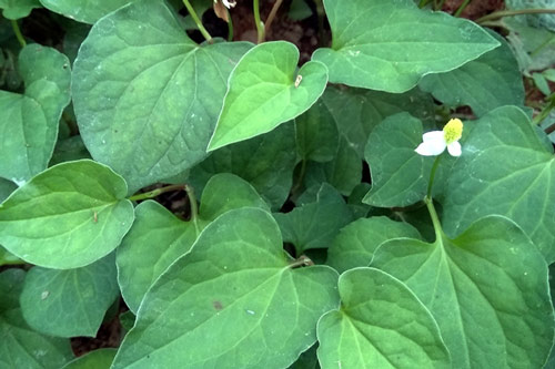 Lợi ích từ cây diếp cá, nhiều người vẫn vứt bỏ hằng ngày