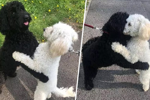 Hình ảnh hai chú chó ôm lấy nhau mừng rỡ hạnh phúc trong ngày gặp lại gây bão mạng