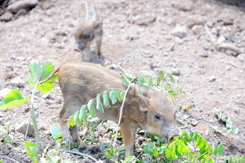 Đồng Tháp: Nuôi heo rừng bằng thảo dược ‘miễn nhiễm’ dịch bệnh, mang lại hiệu quả kinh tế cao