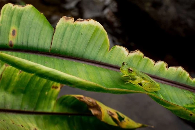 Sự thật về loài ếch có khả năng tàng hình trong môi trường sống