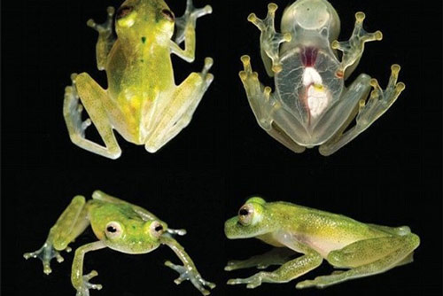 Nhà khoa học tiết lộ bí mật giúp ếch "tàng hình" trong môi trường sống