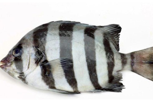 'Sinh vật lạ' sọc ngựa vằn bị sóng thần đưa từ Nhật đến Mỹ