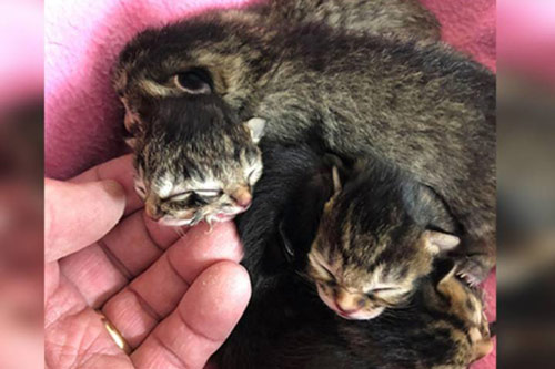 'Rớt tim' khi thấy chú mèo con hai đầu