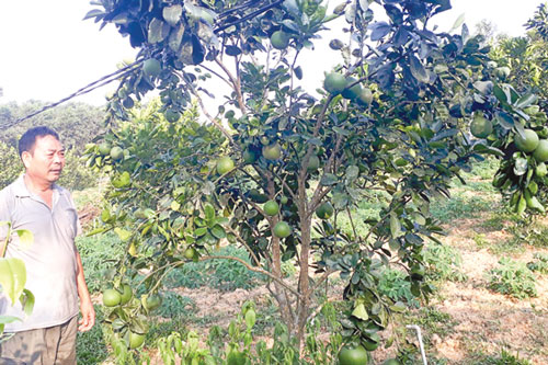 Thanh Hóa: Làm giàu từ mô hình nông – lâm tổng hợp