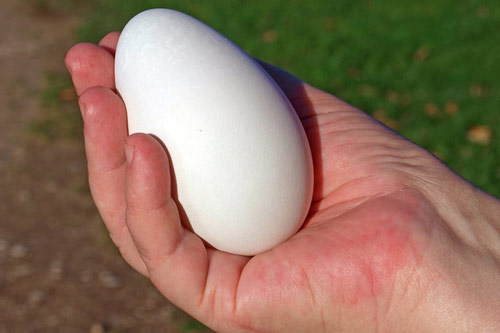 Sự thật bất ngờ về việc trứng ngỗng giúp con xinh đẹp, thông minh