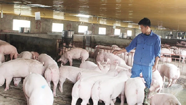 Người nông dân không mấy mặn mà với việc tái đàn lợn trong thời điểm hiện tại