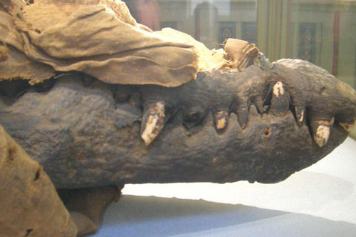 Phát hiện xác ướp cá sấu Ai Cập có tuổi đời hàng nghìn năm