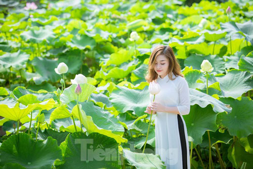 Sen Tây Hồ nở rộ, đẹp lung linh níu chân du khách