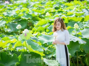 Sen Tây Hồ nở rộ, đẹp lung linh níu chân du khách