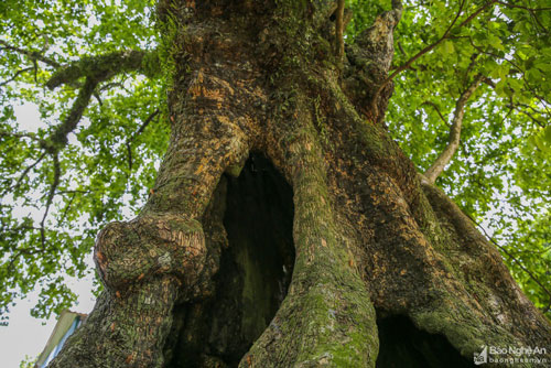 Cận cảnh 5 cây thị cổ từng được trả giá 12 tỷ đồng ở Nghệ An