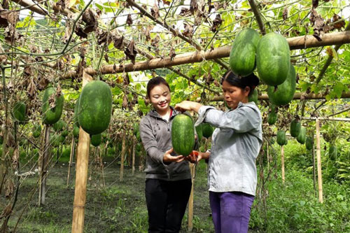 Bắc Kạn: Thanh niên đổi thay vùng đất khó