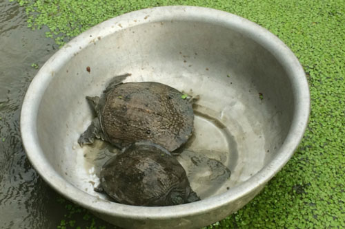 Thái Nguyên: Nuôi ba ba sắm xe hơi, xây nhà lầu