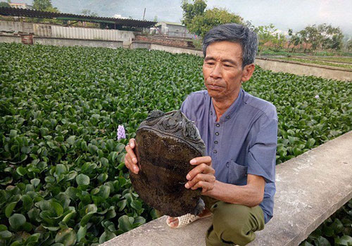 Tây Ninh: Nuôi 'cá có chân' một vốn bốn lời