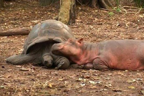 Thú vị về tình bạn vượt thời gian giữa rùa và hà mã