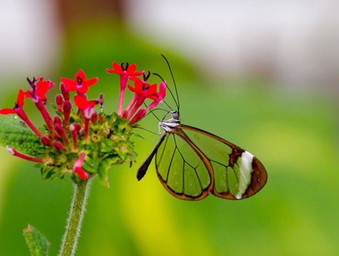 Vẻ đẹp kỳ diệu trên đôi cánh của một số loài bướm