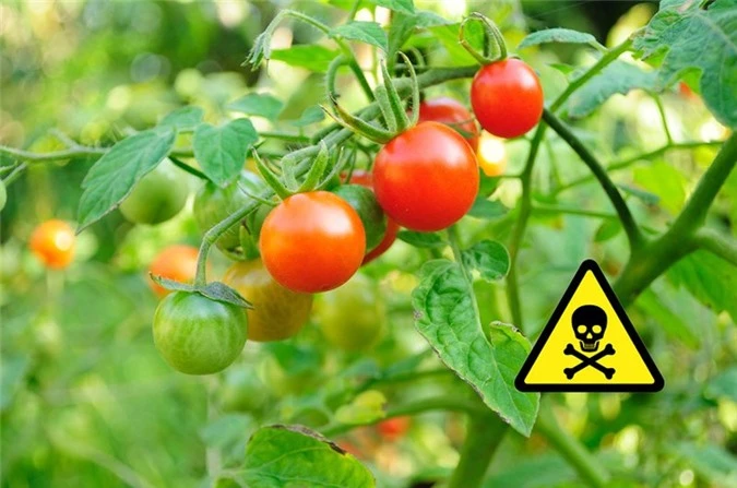 9 tác dụng phụ khi ăn quá nhiều cà chua, điều số 8 nguy hiểm nhất có thể mất mạng - 11