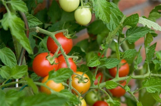 9 tác dụng phụ khi ăn quá nhiều cà chua, điều số 8 nguy hiểm nhất có thể mất mạng - 12