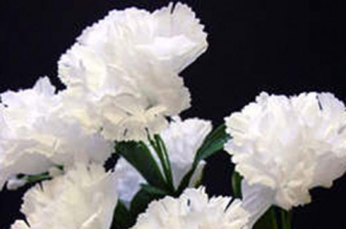 Câu chuyện hoa Cẩm Chướng và bài học về chữ hiếu