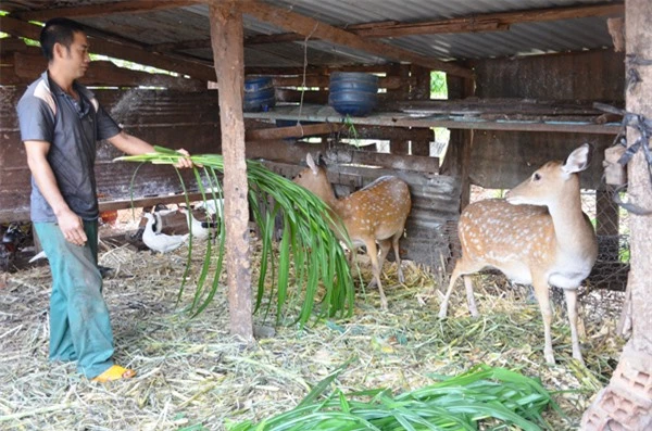 Anh Trần Văn Nam (tổ 6, thị trấn Chư Prông) chăm sóc đàn hươu của gia đình. Ảnh: T.T