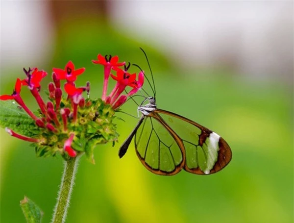 [ẢNH] Vẻ đẹp kỳ diệu trên đôi cánh của một số loài bướm - ảnh 10