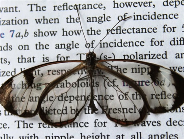 [ẢNH] Vẻ đẹp kỳ diệu trên đôi cánh của một số loài bướm - ảnh 11