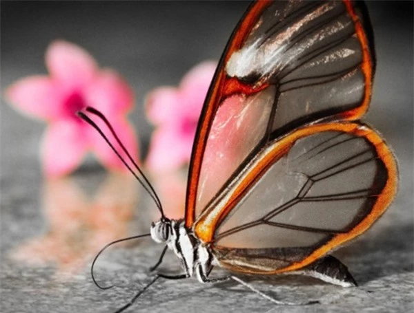 [ẢNH] Vẻ đẹp kỳ diệu trên đôi cánh của một số loài bướm - ảnh 12