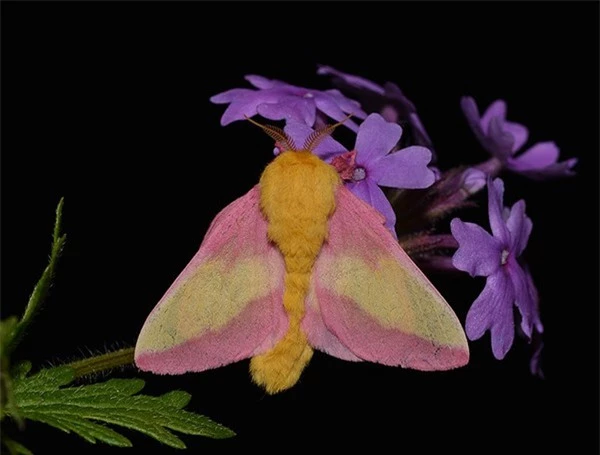 [ẢNH] Vẻ đẹp kỳ diệu trên đôi cánh của một số loài bướm - ảnh 17