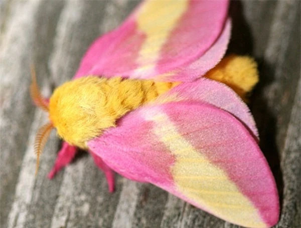 [ẢNH] Vẻ đẹp kỳ diệu trên đôi cánh của một số loài bướm - ảnh 18
