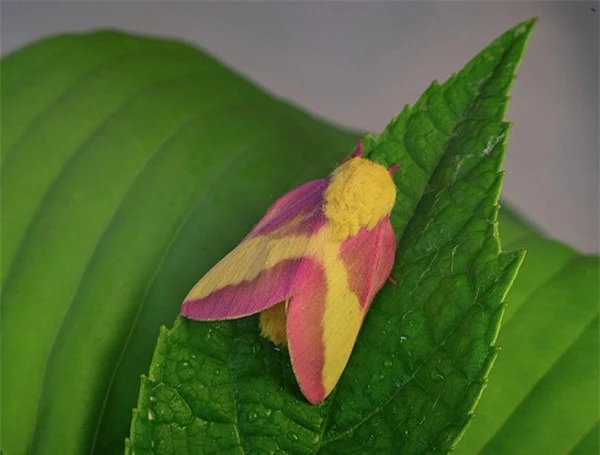 [ẢNH] Vẻ đẹp kỳ diệu trên đôi cánh của một số loài bướm - ảnh 19