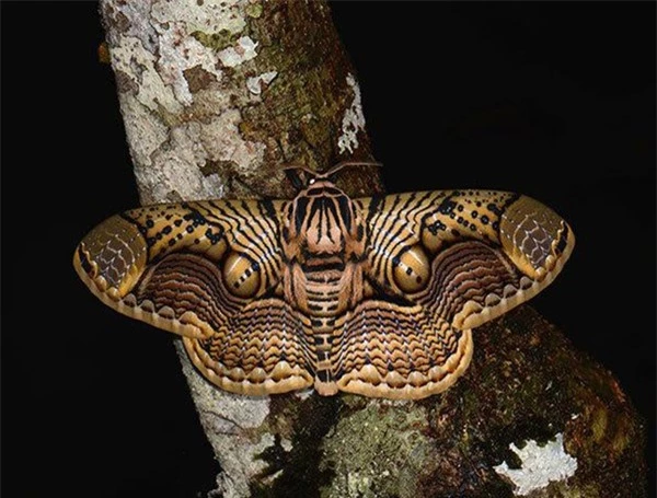 [ẢNH] Vẻ đẹp kỳ diệu trên đôi cánh của một số loài bướm - ảnh 2