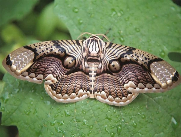 [ẢNH] Vẻ đẹp kỳ diệu trên đôi cánh của một số loài bướm - ảnh 3