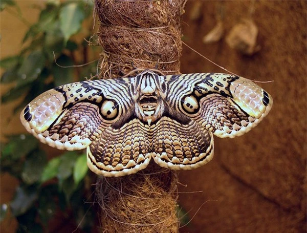 [ẢNH] Vẻ đẹp kỳ diệu trên đôi cánh của một số loài bướm - ảnh 4