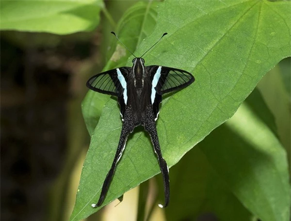 [ẢNH] Vẻ đẹp kỳ diệu trên đôi cánh của một số loài bướm - ảnh 5