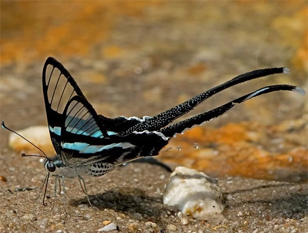 [ẢNH] Vẻ đẹp kỳ diệu trên đôi cánh của một số loài bướm - ảnh 6