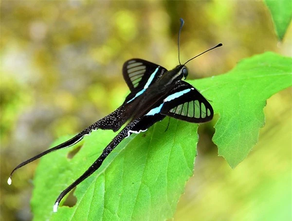 [ẢNH] Vẻ đẹp kỳ diệu trên đôi cánh của một số loài bướm - ảnh 7
