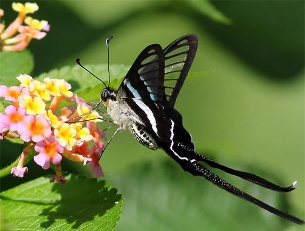 [ẢNH] Vẻ đẹp kỳ diệu trên đôi cánh của một số loài bướm - ảnh 9